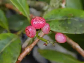 Syzygium sandwicense