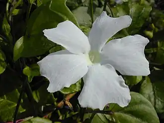 Thunbergia fragrans