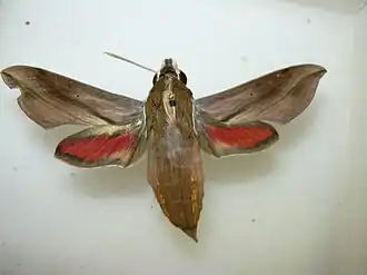 Hippotion boerhaviae