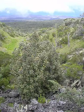 Planchonella sandwicensis