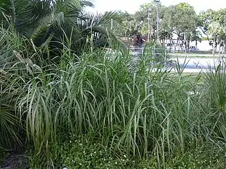 Pennisetum purpureum