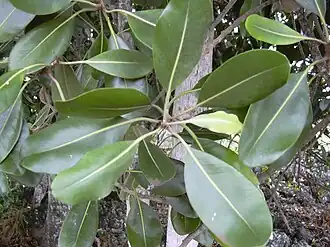 Planchonella sandwicensis