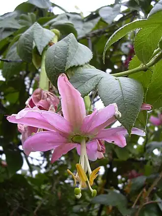 Passiflora tarminiana