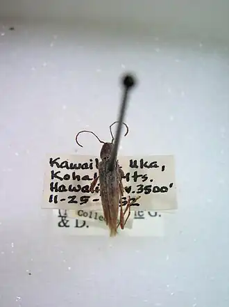 Plagithmysus kahului