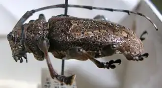 Lagocheirus funestus