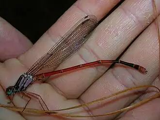 Megalagrion calliphya