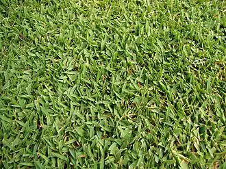 Zoysia