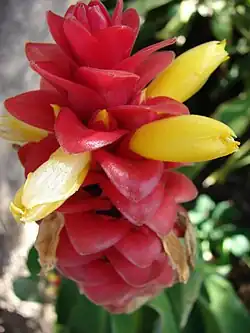 Costus comosus