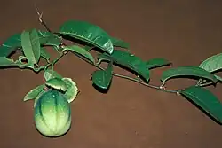 Passiflora laurifolia, onrijp