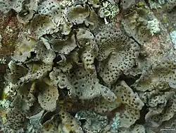 Umbilicaria angulata met apothecia