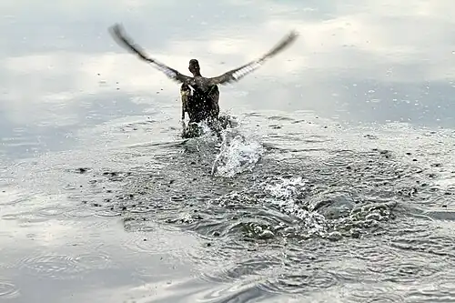 Kuifeend (Aythya fuligula)