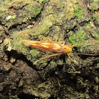Stathmopoda caminora