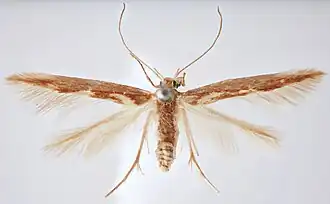 Stathmopoda campylocha