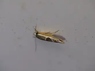 Stathmopoda megathyma