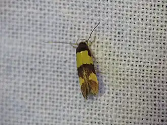 Stathmopoda mimantha