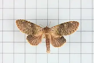 Stauropus sikkimensis