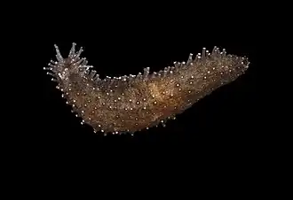 Staurothyone inconspicua