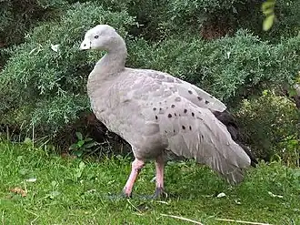 Hoendergans