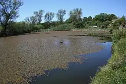 RG met drijvend fonteinkruid