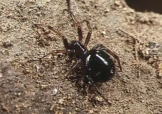 Steatoda erigoniformis