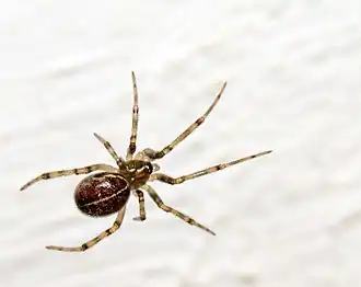 Schorssteatoda