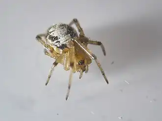Steatoda maura