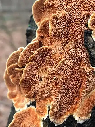 Grootsporige raspzwam