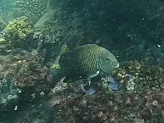 Stegastes acapulcoensis