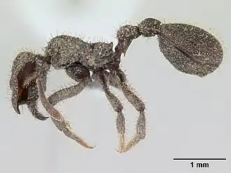 Stegomyrmex olindae