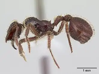 Stegomyrmex vizottoi