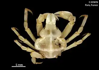 Stegopleurodon planirostrum