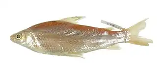 Steindachnerina binotata