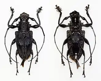 Steirastoma aethiops