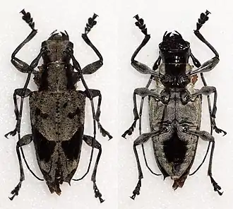 Steirastoma coenosum