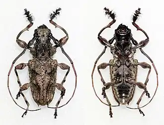 Steirastoma genisspinum