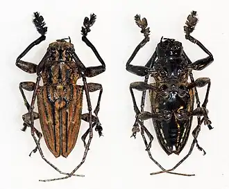 Steirastoma histrionicum