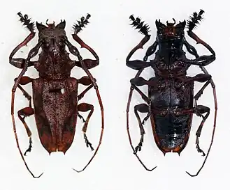 Steirastoma melanogenys