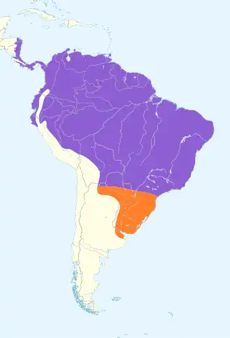 Zuid-Amerikaanse ruwvleugelzwaluw