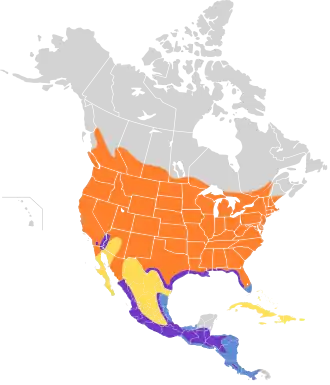 Noord-Amerikaanse ruwvleugelzwaluw