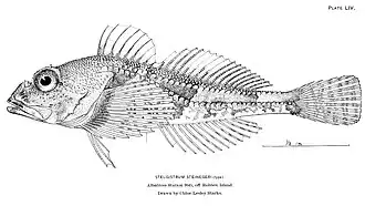 Stelgistrum stejnegeri