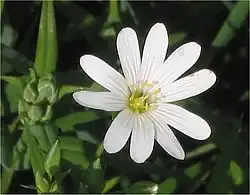 Grote muur (Stellaria holostea)