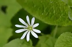 Bosmuur (Stellaria nemorum)