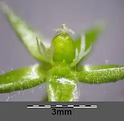 Duinvogelmuur (Stellaria pallida)