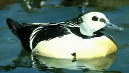 Stellers eider (Polysticta stelleri)