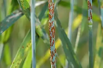 Zwarte roest op een stengel van gewone tarwe