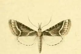 Stemmatophora