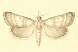 Stemmatophora vulpecalis