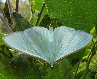 Stemorrhages sericea