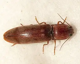 Stenagostus rhombeus