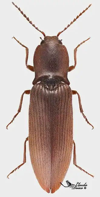Stenagostus rufus